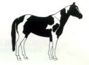BJ Farms Broodmares!