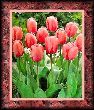 spring tulips by Wizzle