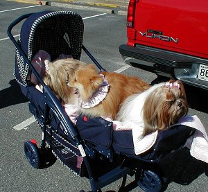 Baxter Paxton & Reno in baby stroller