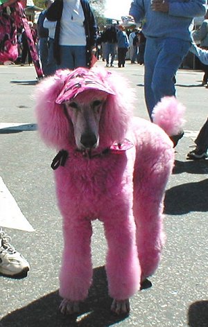 Casper the Pink Standard Poodle