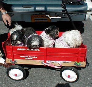 L-R: Chopin, Holden, Lady & Danny