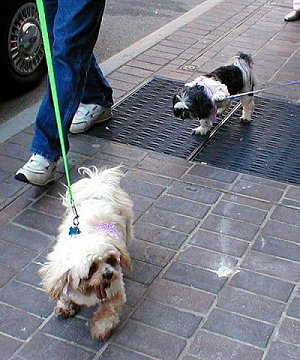 Holden and Danny the Lhasa walking