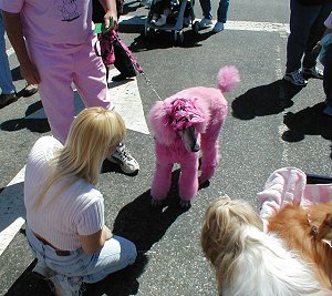 Jen & Casper the Pink Standard Poodle