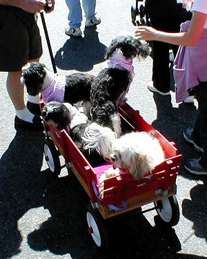 Tina's babies