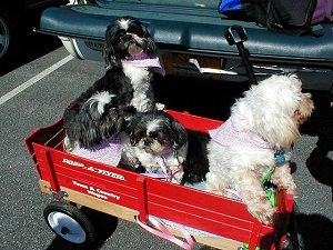 Holden, Chopin, Lady and Danny the Lhasa in the wagon