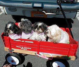 Holden, Lady, Chopin and Danny the Lhasa in the wagon