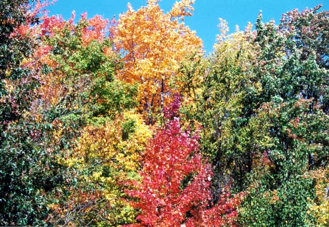 fallcolors