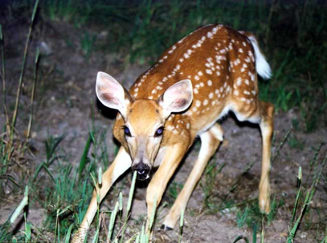 fawn