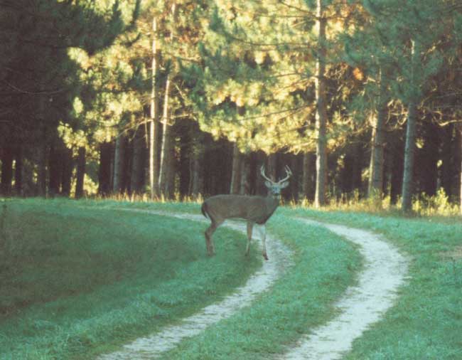 roadbuck