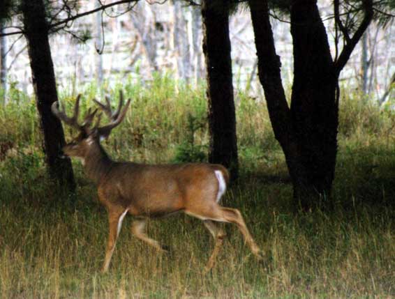 running_buck
