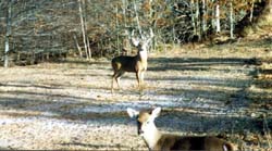 buckdoe