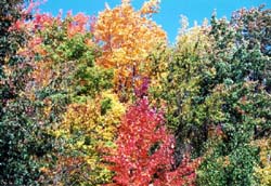 fallcolors