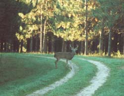 roadbuck