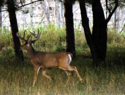 running_buck