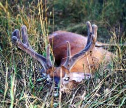 velvet_buck
