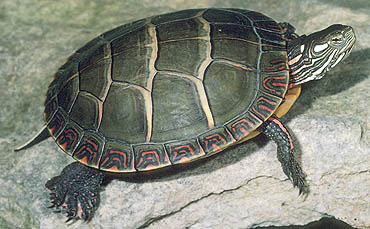 Eastern Painted Turtle (Chrysemys picta)