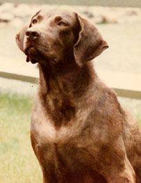 Calypso