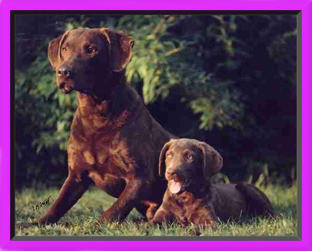 CH Chesrite's Little River Night Tyme, CDX WDX TT with Chesrite's Double Tyme at 10 weeks.