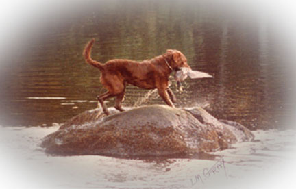 Damien, Dog World Award winner for Outstanding Sire of Champions