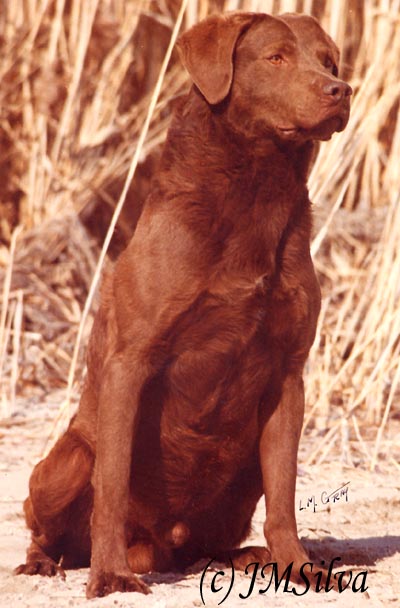 CH Fireweed's Wildwood Dusky CD WDX, #1 Stud Dog in the US in 1986