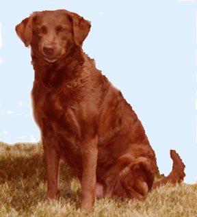 Our Foundation, GINGER, won many 1st place ribbons in the Brood Bitch classes at National Specialties and ACC Supported Entries.