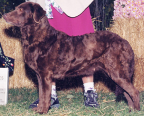 Mysty at age 11 years
