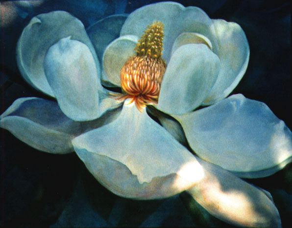 magnolia