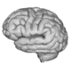 Brain