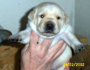lovely 4 week old pup