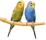 tweet
