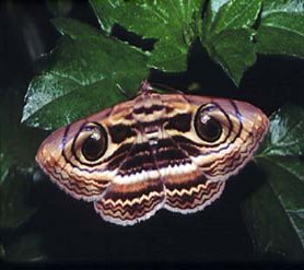 Butterfly painted by Mom Nature