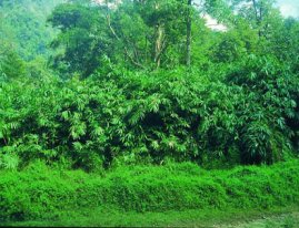 Greenery of the ghats