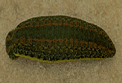 Bllody Bllood Sucking leeches