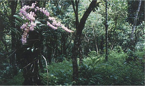 Wild orchids a treat to watch for