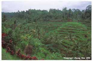 rice terraces, Bali