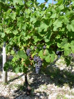 Vines are to be found in every direction