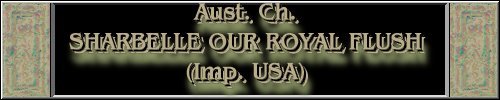 CLICK HERE
FOR DETAILS OF
CH. SHARBELLE OUR ROYAL FLUSH
~*~ACEY~*~