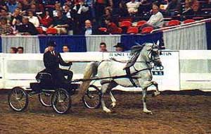 Allure WMA