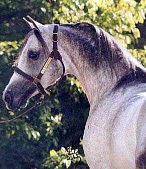 Allure WMA
