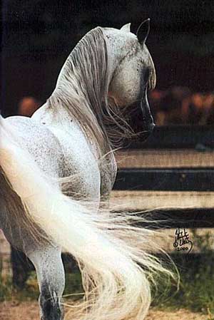 Allure WMA