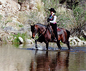 Ambassador WMA