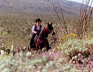 Ambassador WMA