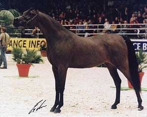 Ambassador WMA