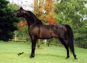 Ambassador WMA