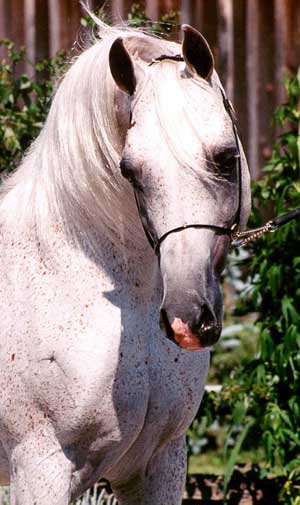 Donatella