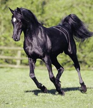 Black Moon Dancer