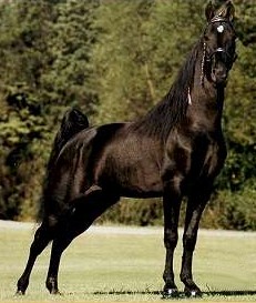 Black Moon Dancer