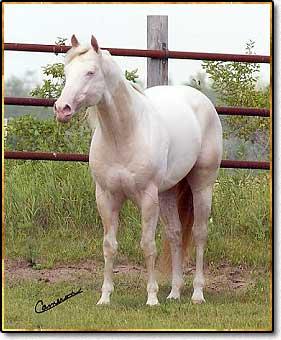 Cajun King CH