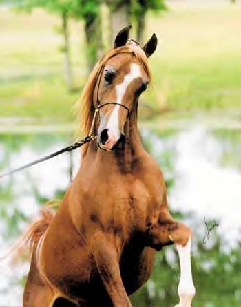FyreWater CH