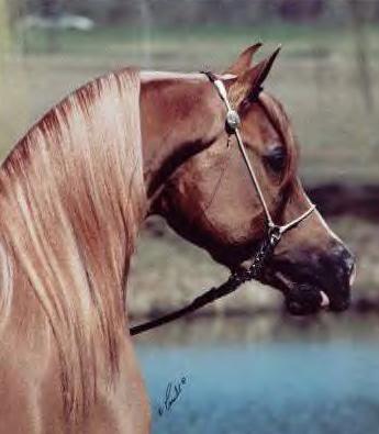 FyreWater CH
